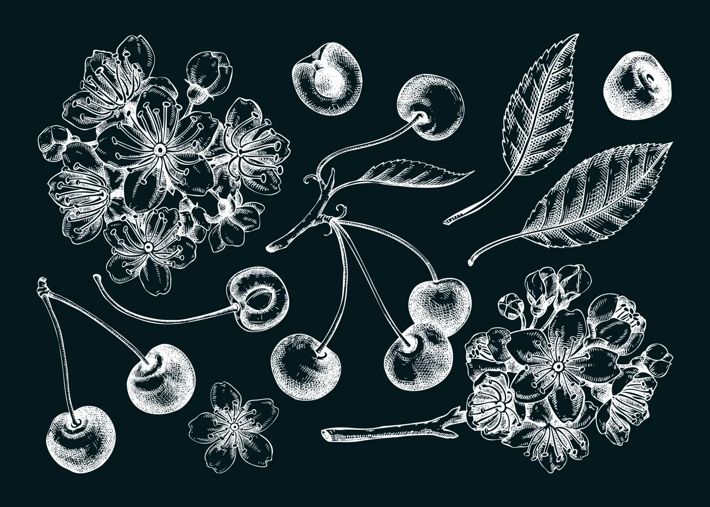 Berry fruit drawings on chalkboard. Cherry berries, leaves, flowers sketches. Cherry blossom hand-drawn vector illustration. Floral design elements. NOT AI genereted Illustration